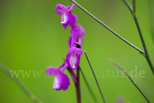 Dreiknollen-Knabenkraut (Orchis champagneuxii)