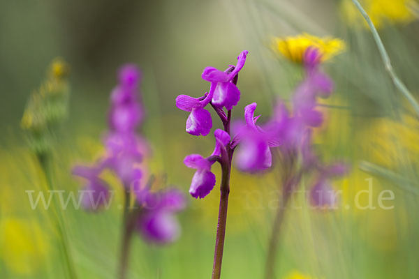 Dreiknollen-Knabenkraut (Orchis champagneuxii)