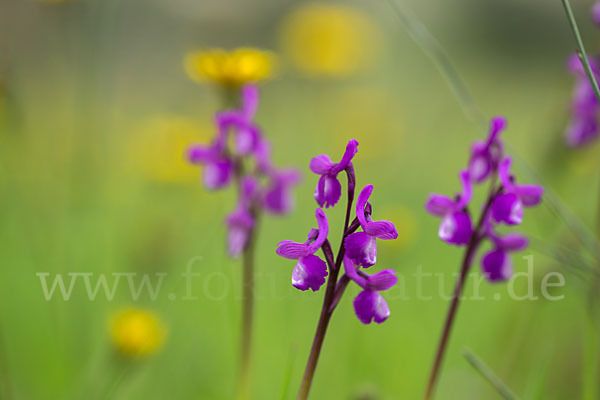 Dreiknollen-Knabenkraut (Orchis champagneuxii)