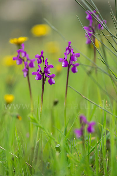 Dreiknollen-Knabenkraut (Orchis champagneuxii)