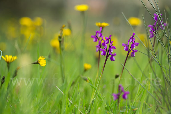 Dreiknollen-Knabenkraut (Orchis champagneuxii)