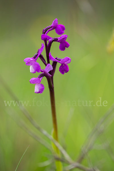 Dreiknollen-Knabenkraut (Orchis champagneuxii)