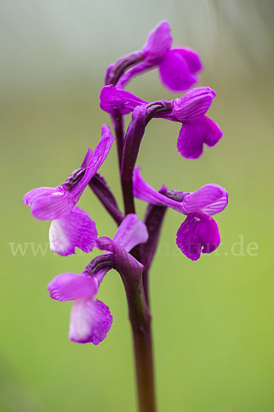 Dreiknollen-Knabenkraut (Orchis champagneuxii)