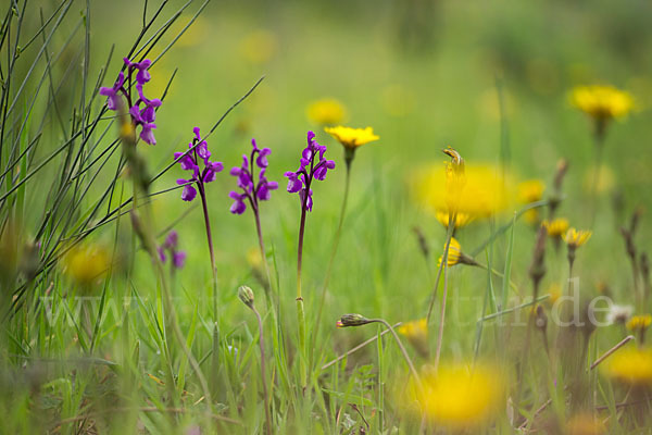 Dreiknollen-Knabenkraut (Orchis champagneuxii)