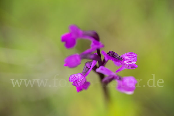 Dreiknollen-Knabenkraut (Orchis champagneuxii)