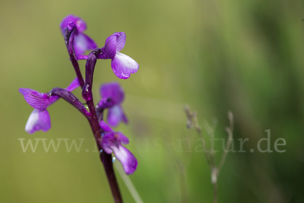 Dreiknollen-Knabenkraut (Orchis champagneuxii)