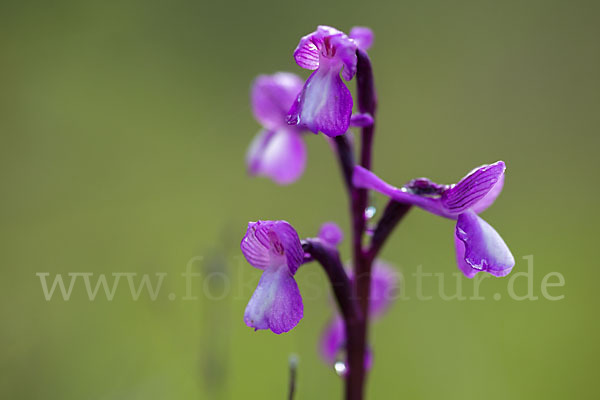 Dreiknollen-Knabenkraut (Orchis champagneuxii)