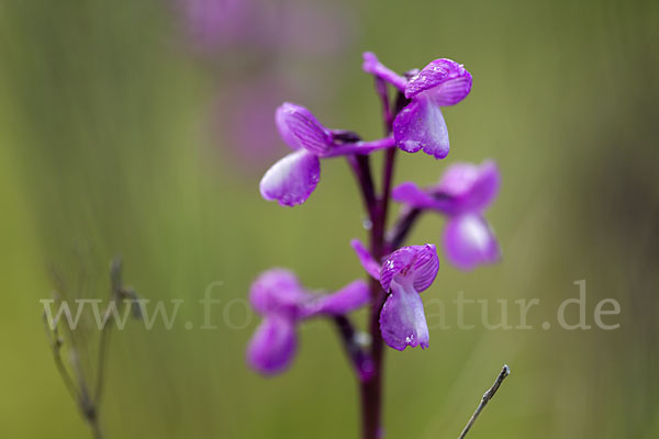 Dreiknollen-Knabenkraut (Orchis champagneuxii)