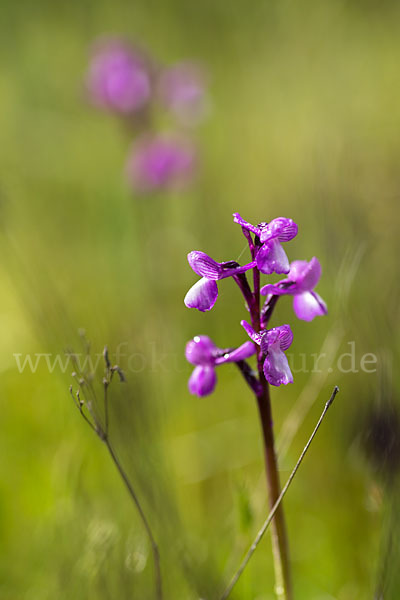 Dreiknollen-Knabenkraut (Orchis champagneuxii)