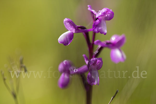 Dreiknollen-Knabenkraut (Orchis champagneuxii)