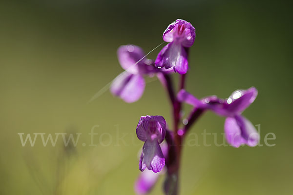 Dreiknollen-Knabenkraut (Orchis champagneuxii)