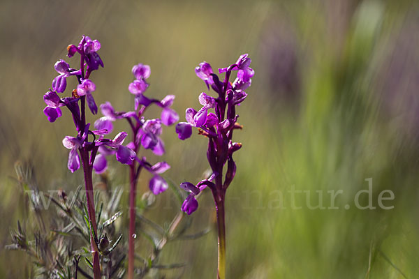 Dreiknollen-Knabenkraut (Orchis champagneuxii)