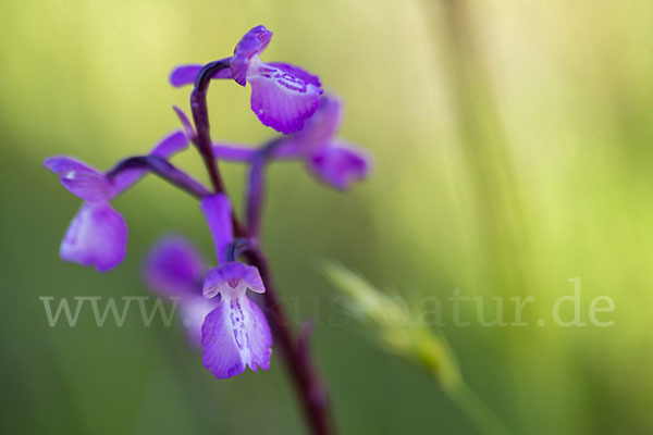 Dreiknollen-Knabenkraut (Orchis champagneuxii)