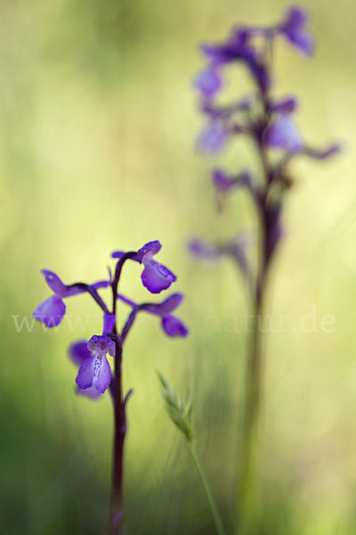 Dreiknollen-Knabenkraut (Orchis champagneuxii)