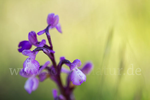 Dreiknollen-Knabenkraut (Orchis champagneuxii)