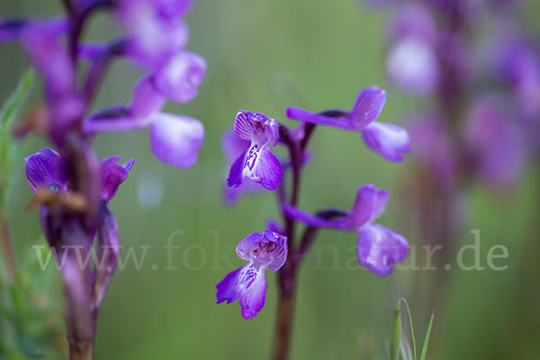 Dreiknollen-Knabenkraut (Orchis champagneuxii)