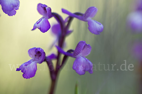 Dreiknollen-Knabenkraut (Orchis champagneuxii)