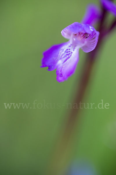 Dreiknollen-Knabenkraut (Orchis champagneuxii)