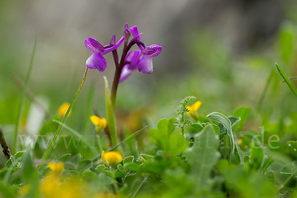 Dreiknollen-Knabenkraut (Orchis champagneuxii)