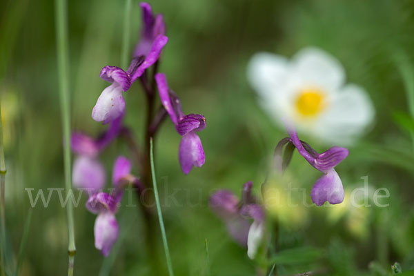 Dreiknollen-Knabenkraut (Orchis champagneuxii)