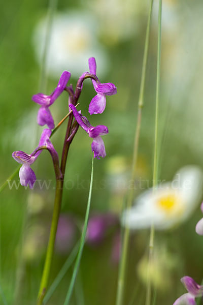 Dreiknollen-Knabenkraut (Orchis champagneuxii)