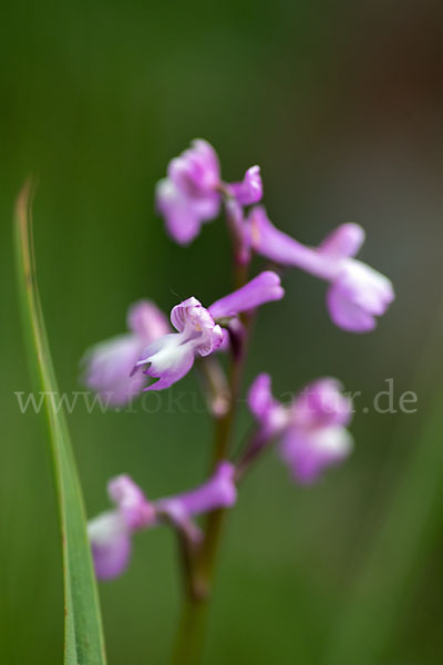 Dreiknollen-Knabenkraut (Orchis champagneuxii)