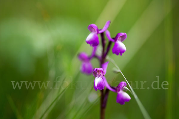 Dreiknollen-Knabenkraut (Orchis champagneuxii)