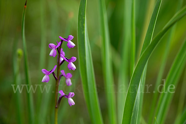 Dreiknollen-Knabenkraut (Orchis champagneuxii)