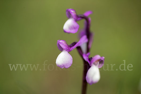 Dreiknollen-Knabenkraut (Orchis champagneuxii)