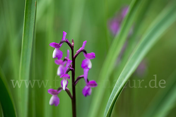 Dreiknollen-Knabenkraut (Orchis champagneuxii)