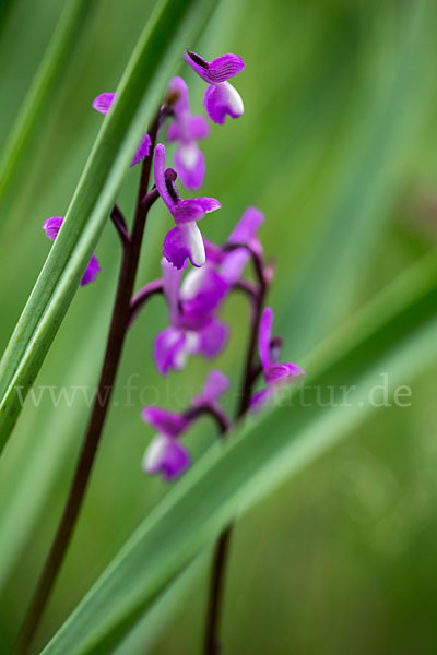 Dreiknollen-Knabenkraut (Orchis champagneuxii)