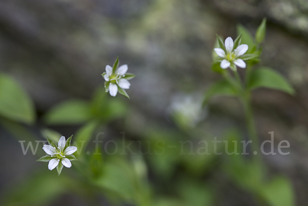 Dreinervige Nabelmiere (Moehringia trinervia)