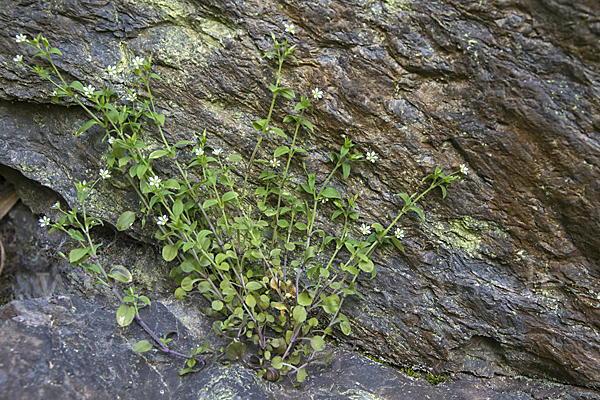 Dreinervige Nabelmiere (Moehringia trinervia)