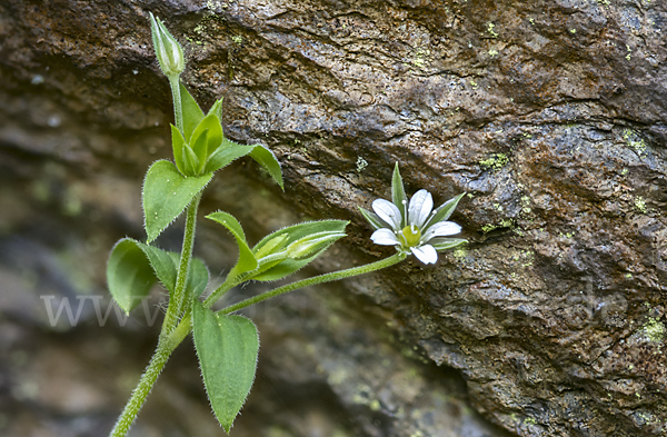 Dreinervige Nabelmiere (Moehringia trinervia)