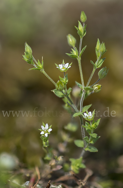 Dreinervige Nabelmiere (Moehringia trinervia)