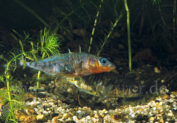 Dreistachliger Stichling (Gasterosteus aculeatus)