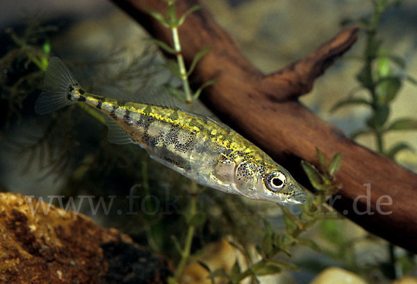 Dreistachliger Stichling (Gasterosteus aculeatus)