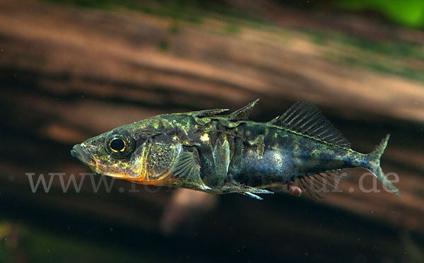 Dreistachliger Stichling (Gasterosteus aculeatus)