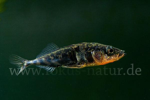 Dreistachliger Stichling (Gasterosteus aculeatus)