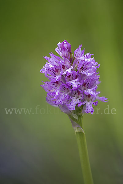 Dreizähniges Knabenkraut (Orchis tridentata)