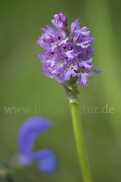 Dreizähniges Knabenkraut (Orchis tridentata)