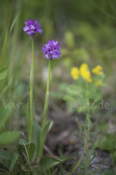 Dreizähniges Knabenkraut (Orchis tridentata)