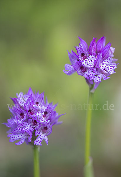 Dreizähniges Knabenkraut (Orchis tridentata)