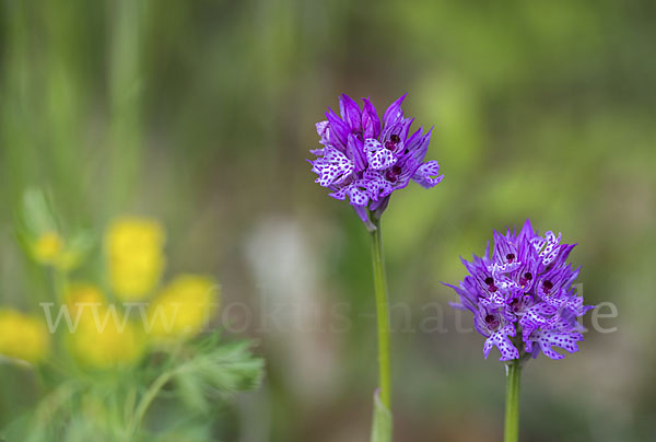 Dreizähniges Knabenkraut (Orchis tridentata)