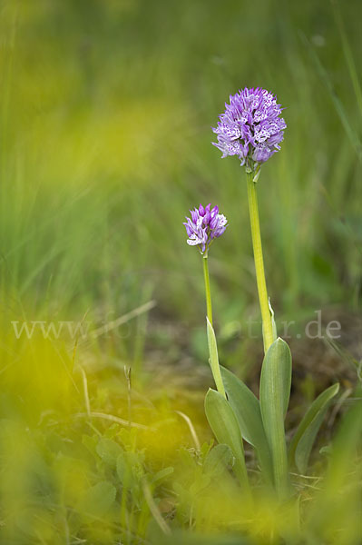 Dreizähniges Knabenkraut (Orchis tridentata)