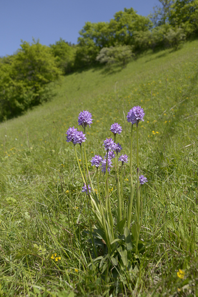 Dreizähniges Knabenkraut (Orchis tridentata)