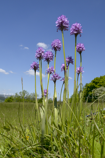 Dreizähniges Knabenkraut (Orchis tridentata)