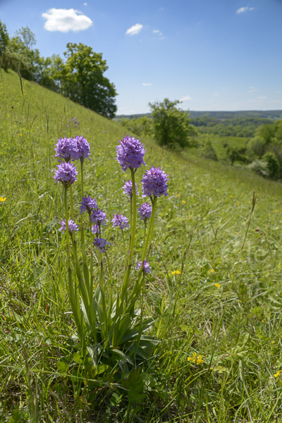 Dreizähniges Knabenkraut (Orchis tridentata)