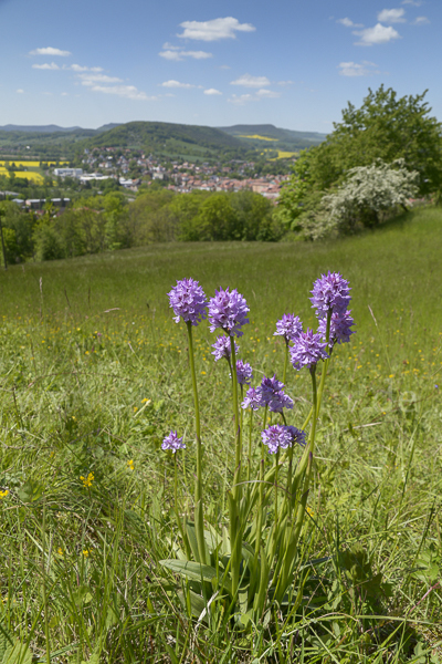 Dreizähniges Knabenkraut (Orchis tridentata)