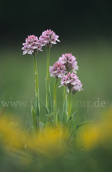 Dreizähniges Knabenkraut (Orchis tridentata)